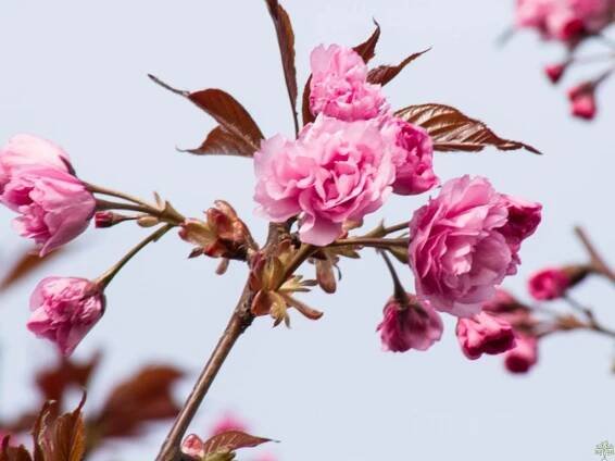 Sakura ozdobná 'Royal Burgundy'