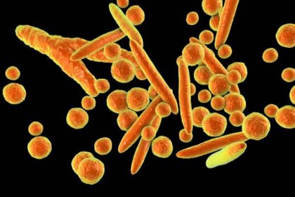 bakterie mykoplazmy, ilustrace - genitální bradavice - stock snímky, obrázky a fotky
