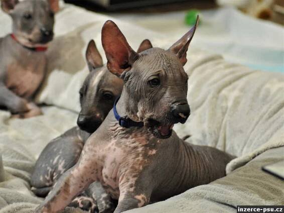 Mexický naháč standart (xoloitzcuintle standard) s PP