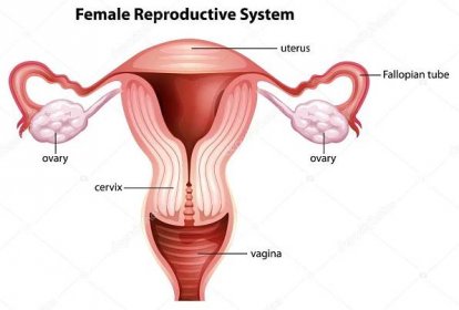 Reprodukční systém žen Stock Vektor od ©blueringmedia 17818741