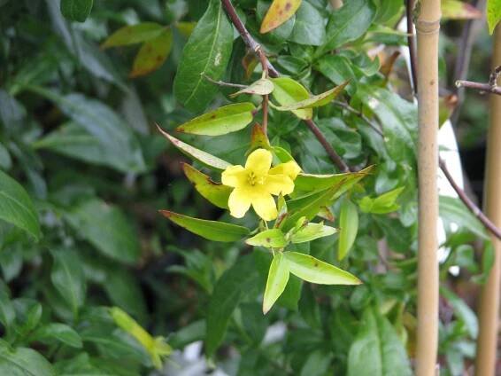 By peganum from Small Dole, England (Gelsemium sempervirens) [CC BY-SA 2.0 (http://creativecommons.org/licenses/by-sa/2.0)], via Wikimedia Commons