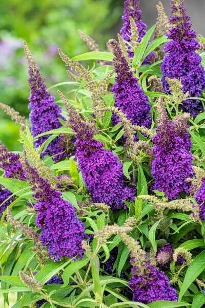 Zakrsllý motýlí keř - Komule Davidova (B. D. Candy) 'Little Purple'