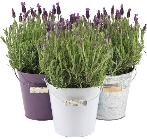 OBI Levandule "Anouk" průměr cca 17 cm Lavandula stoechas