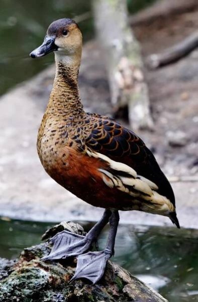 Wandering whistling duck - Wikipedia