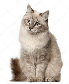 Siberian cat, sitting in front of white background — Stock Photo © lifeonwhite #10907008