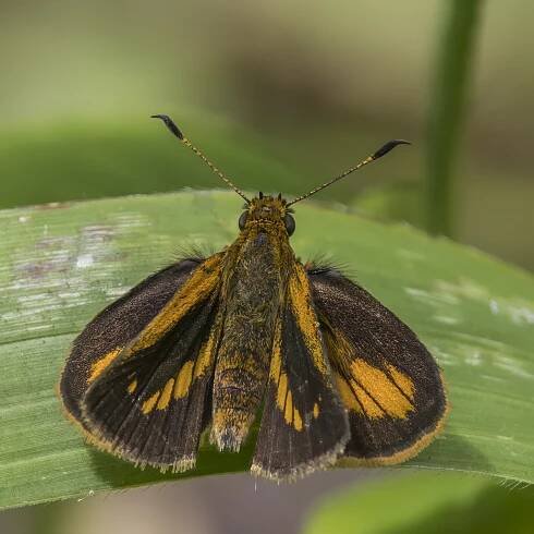 Anthoptus