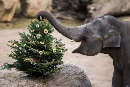 Vánoce v Zoo Praha: vstup pro děti za korunu a nadílka u zvířat - TTG – vše o cestovním ruchu