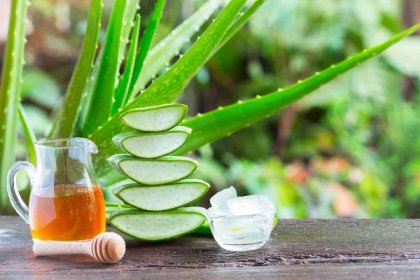 Aloe vera má výborné účinky a rozmanité použití | Vím, co jím