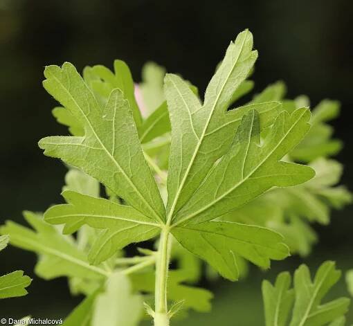 Malva alcea – sléz velkokvětý