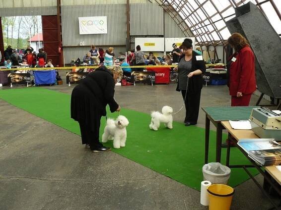 Ch.s. psů MYSTIC LOVE - novinky - bišonek - bichon a poil frise - CHS. Mystic Love 2023