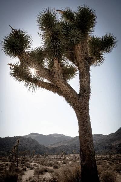 Joshua Tree