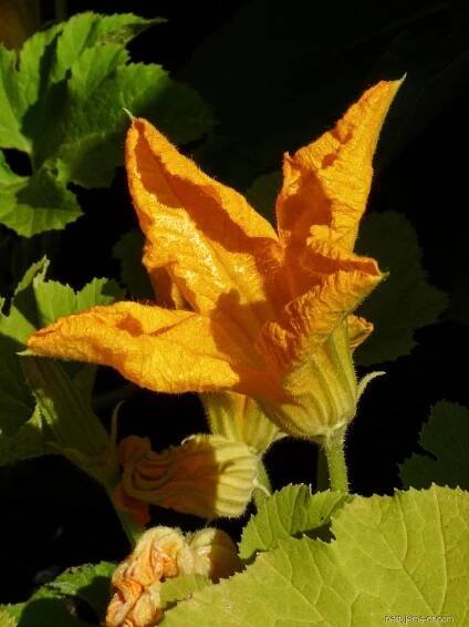 Tykev obecná, cuketa (Cucurbita pepo)