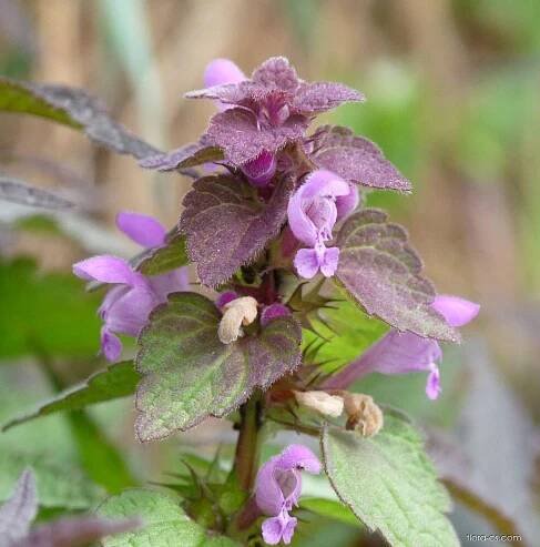 Hluchavka nachová - Lamium purpureum