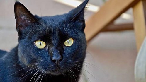 Bombajská kočka: černý panter na mazlení
