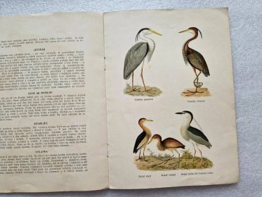 Malý přírodopis ptactvo - Karel Černý ca 1905 ornitologie ptáci - Odborné knihy