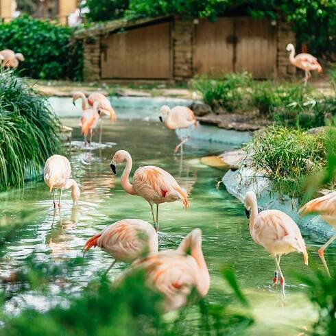 Barcelona: 1denní vstupenka do barcelonské zoo