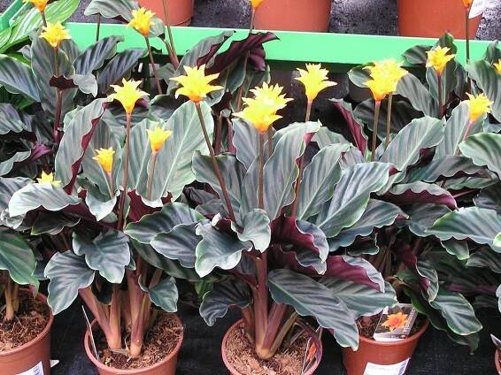 calathea crocata "pstovn"  Seznam.cz