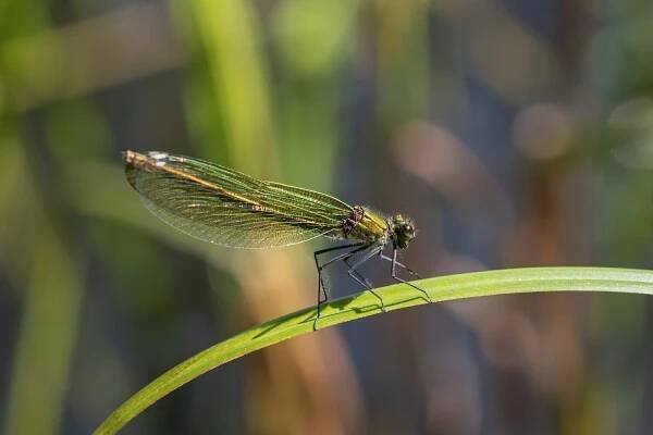 motýlice lesklá - Calopteryx splendens