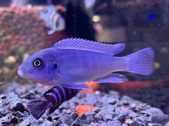 Blue Dolphin
