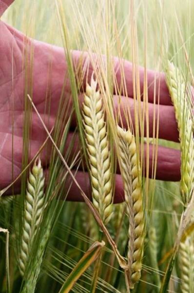 Small Grains Dryland - Ag Pro Systems