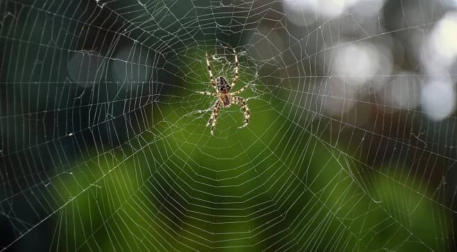 Spider 3658386 1920