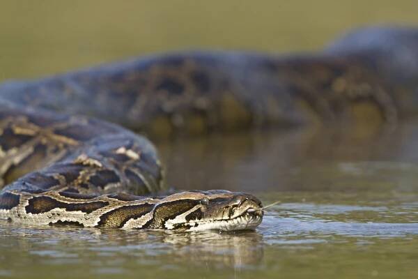 Asijské python v nepal'sr řece — Stock obrázek