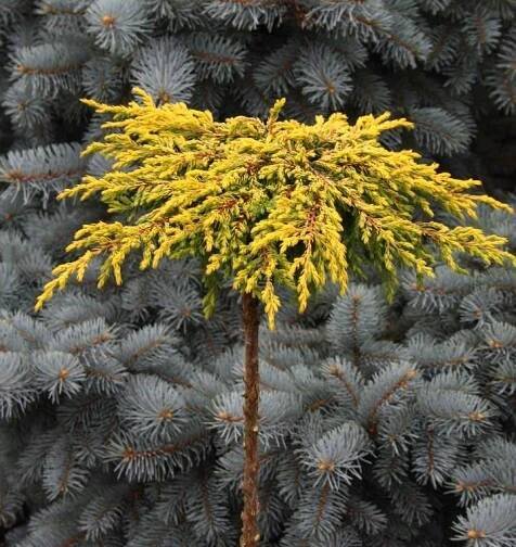 Juniperus communis. 'Goldschatz'- jalovec obecný - na Kmínku