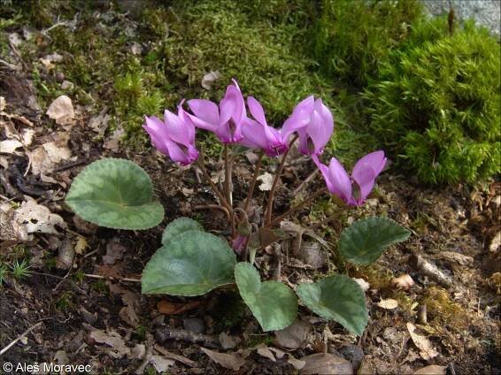 Cyclamen purpurascens – brambořík nachový