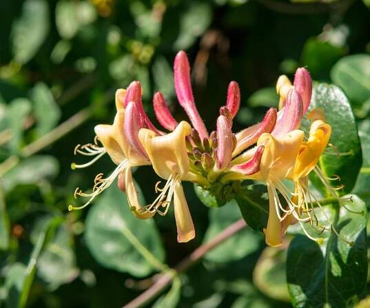 Honeysuckle 'gold flame'