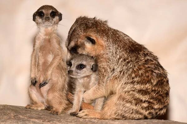 FOTO: V olomoucké zoo se narodila tři mláďata oblíbených surikat