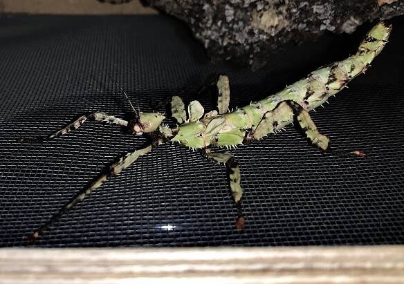 Extatosoma tiaratum «Insecto corteza australiano o espectro de Macleay» – Artropofauna