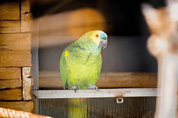 ZOO Bošovice: Papouščí ráj » evillina.com