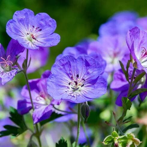 Perennial Geraniums: Planting, Growing, & Care Tips