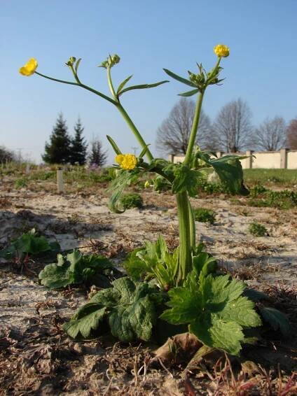 pryskyřníkovité-RANUNCULACEAE – 2. stránka – PlantaNaturalis.com