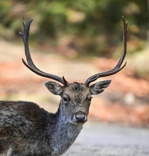 bezplatná Základová fotografie zdarma na téma biodiverzity, býložravec, dama dama Základová fotografie