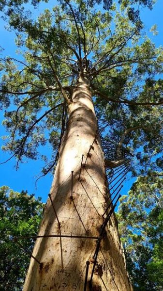 Gloucester Tree is one of the Pemberton's climbing trees