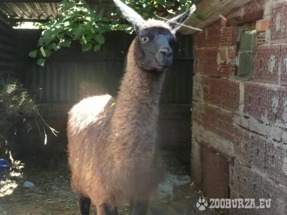 Lama krotká / alpaka