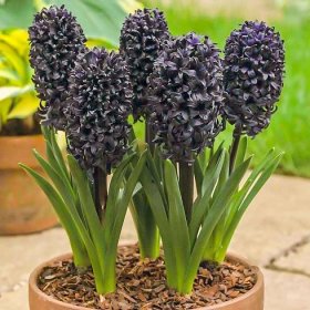 Hyacintové květiny: popis, pěstování a fotografie