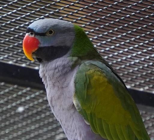 faunaportal.cz | Alexandr čínský (Psittacula derbiana) v ZOO Ostrava