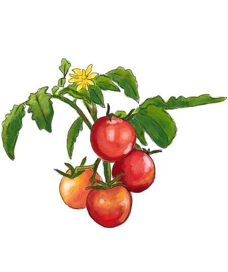 tomato1.png