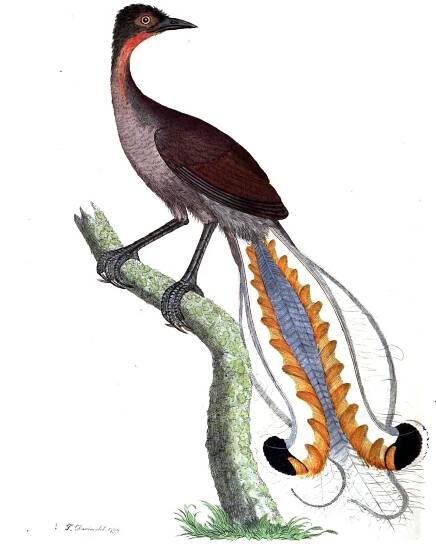 Avian Chatters — kristinetjogersen.no