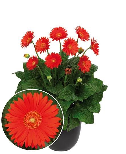 Garvinea Sweet Glow - Florist Holland