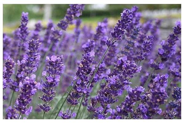 Levandule Hidcote Blue - Levandule úzkolistá, lékařská, květináč 9 cm - Levandule online