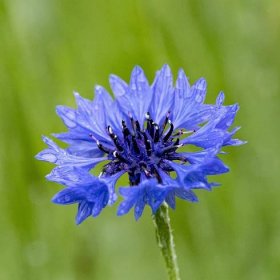 BIO semena chrpy – BIO Chrpa modrá – Centaurea cyanus