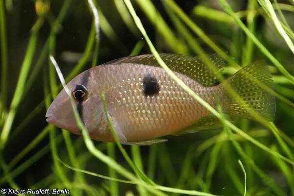 Obrázek - Guianacara geayi (cichlida Geayova) | BioLib.cz