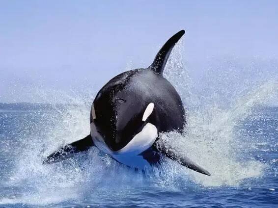 Jessica Radcliffe Orca whale attack