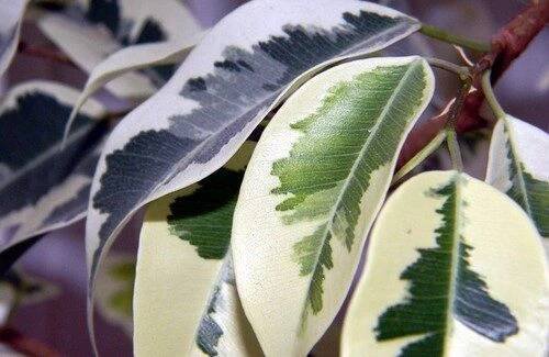 ficus