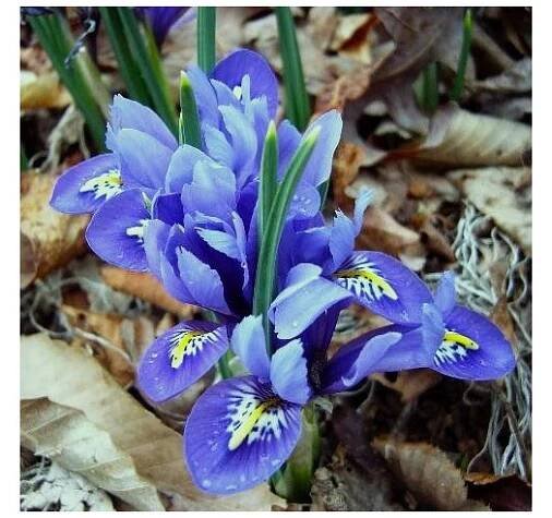 Iris reticulata HARMONY - kosatec, kosatčík - Lukon Glads s.r.o.