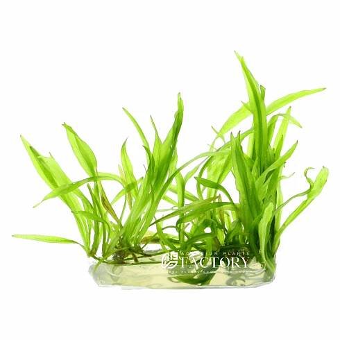 Helanthium Quadricostatus (Echinodorus Quadricostatus) Tissue Culture