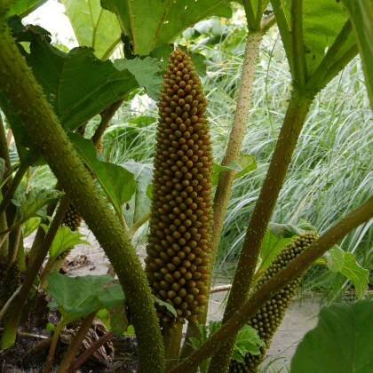 Barota rukávovitá – Gunnera manicata – prodej semen baroty